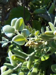 Sophora tomentosa