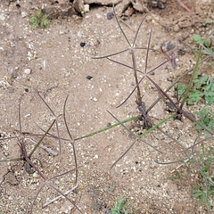 Eleusininae
