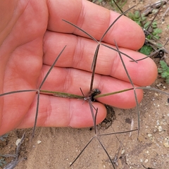 Eleusininae