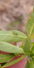 Macrosiphum euphorbiae