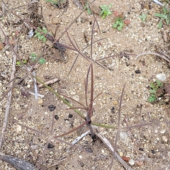 Eleusininae