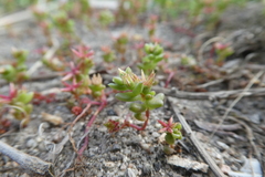 Sedum cespitosum