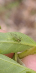 Macrosiphum euphorbiae