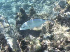 Caranx ruber