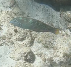 Halichoeres radiatus