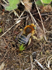 Anthophora bimaculata