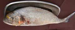 Sparus auratus