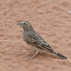Emberiza impetuani
