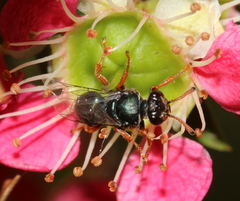 Sericophorus