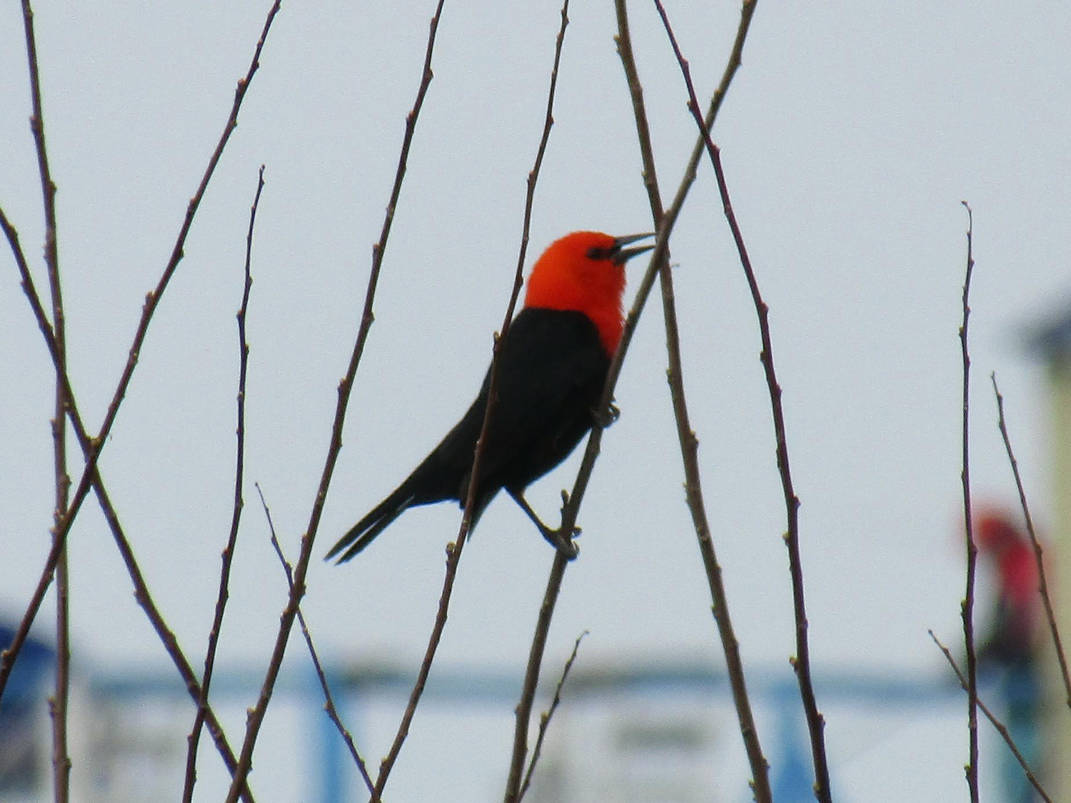 Scarlet-headed Blackbird illustration