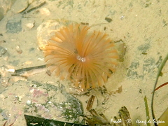 Acromegalomma vesiculosum