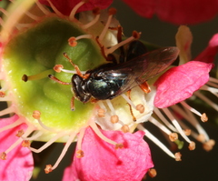 Sericophorus