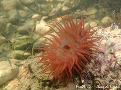Actinia striata
