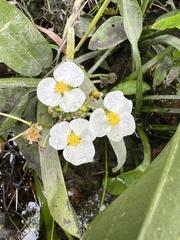 Sagittaria platyphylla