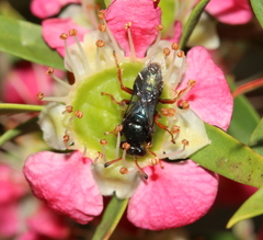 Sericophorus