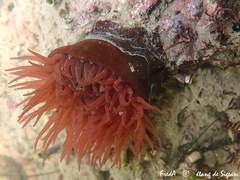 Actinia striata