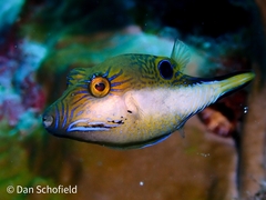 Canthigaster rostrata