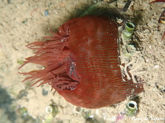 Actinia striata