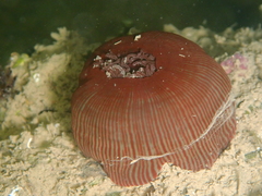 Actinia striata