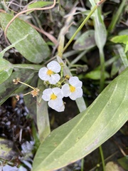 Sagittaria platyphylla