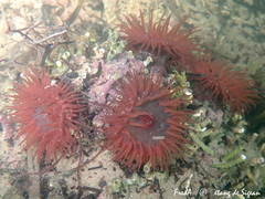 Actinia striata