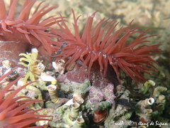 Actinia striata