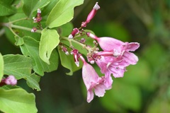 Fridericia chica