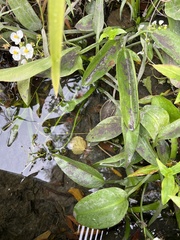 Sagittaria platyphylla