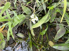 Sagittaria platyphylla