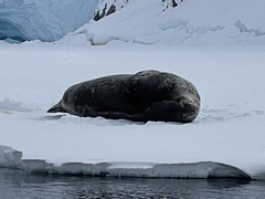 Leptonychotes weddellii