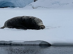 Leptonychotes weddellii