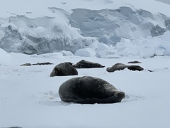 Leptonychotes weddellii