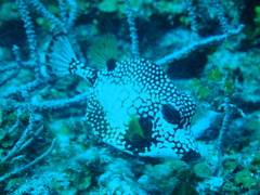 Lactophrys triqueter