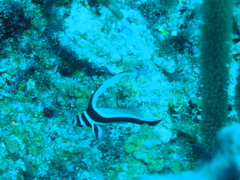 Eques punctatus