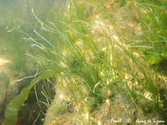 Chaetomorpha melagonium