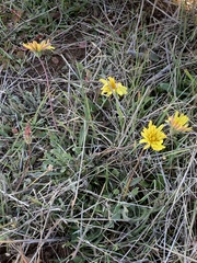 Agoseris apargioides