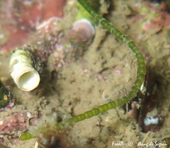 Chaetomorpha melagonium