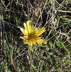 Agoseris apargioides