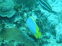 Chaetodon ocellatus