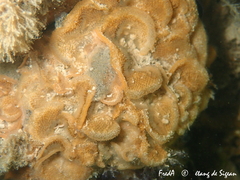 Cryptosula pallasiana