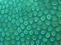 Montastraea cavernosa