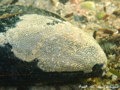 Cryptosula pallasiana