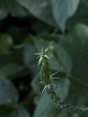 Achyranthes bidentata