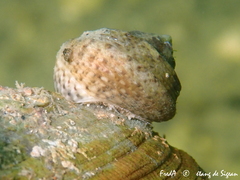 Steromphala albida