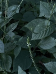 Achyranthes bidentata