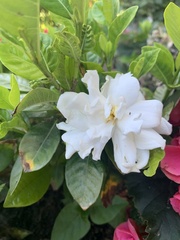 Gardenia