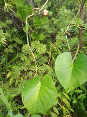 Ipomoea violacea