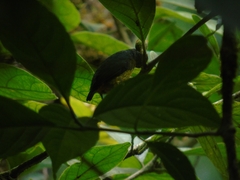 Euphonia gouldi