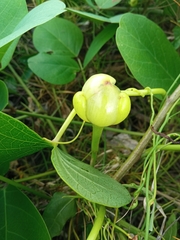 Ipomoea violacea