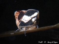 Steromphala varia